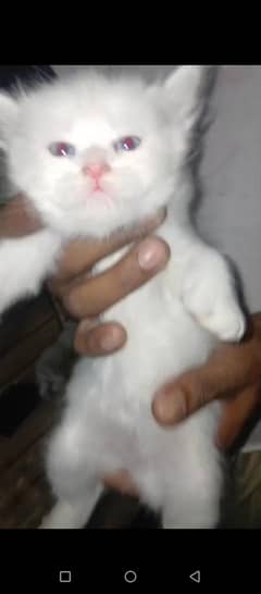malik