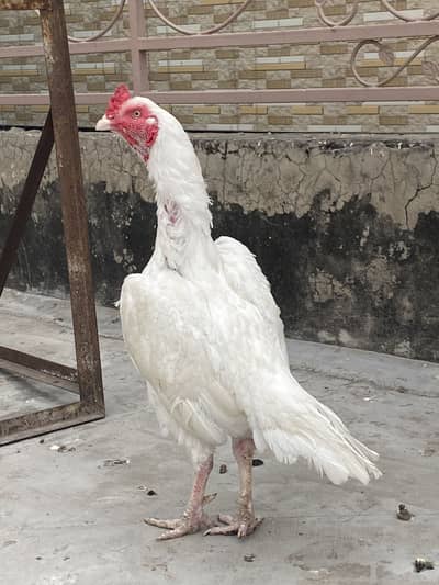 Raja Farm 