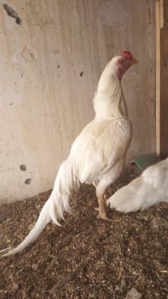 Paper White Heera Aseel Breeder Pair For Sale