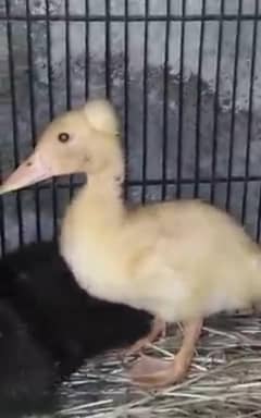 crested duck chick