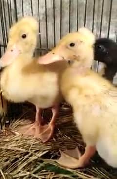 crested duck chick