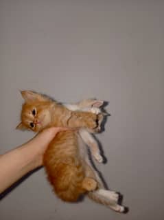 Persian Kittens for sale