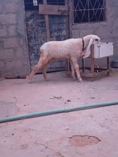 kajli female for sale