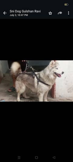 border paiar urgent sale bullay cot bule eyes03001114957