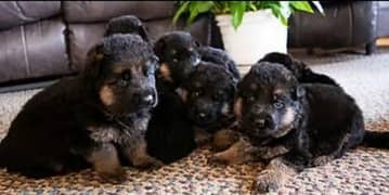 German Shepherd Puppies For Sale Only for Pets lover familys