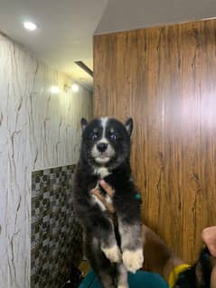 Siberian Agouti husky puppy rare agouti black n white