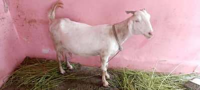 4.5 month ghaban bakri 8 month age bakra