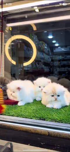 Parsian kittens