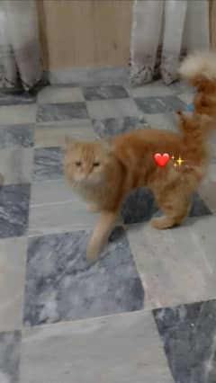 Urgently Sale