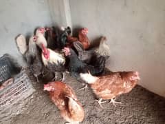 10 Hens and 1 Rooster