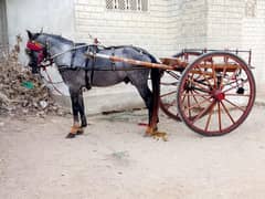 sindhi horse
