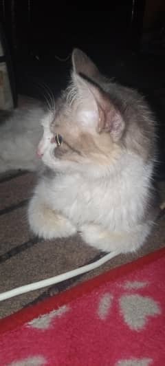 ayzal