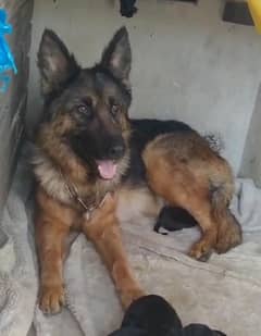 double coat German shepherd female for sale
