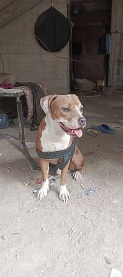 dog for sale pitbull RS 35
