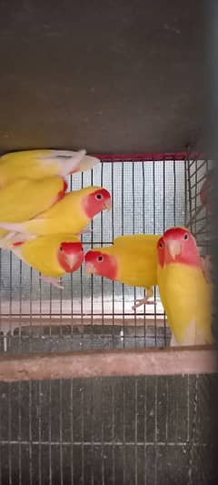 Lutino adult pairs