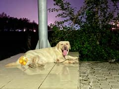 Labrador
