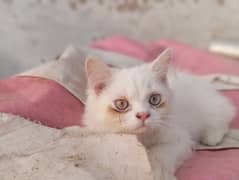2Persian male kitten for sale03468614191