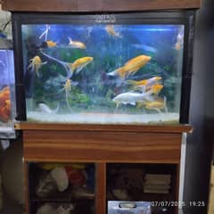fish with aquarium for sale