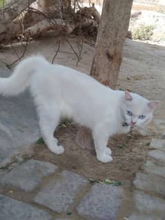 Persian