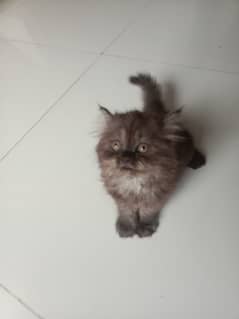 Male Persian kitten