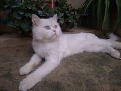 person white blue eyes male cat