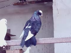 beautifull pegion sell