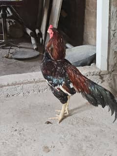 Asil murga