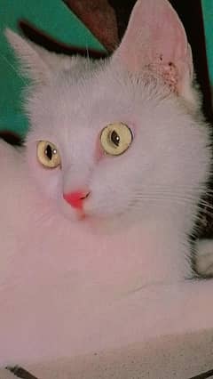 cat with 2 babies