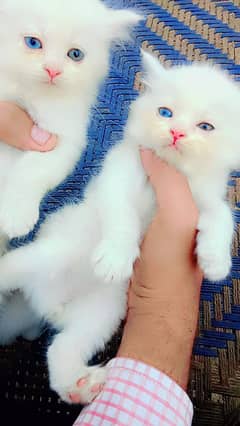 odd eyes pair trippel coted#03216628846