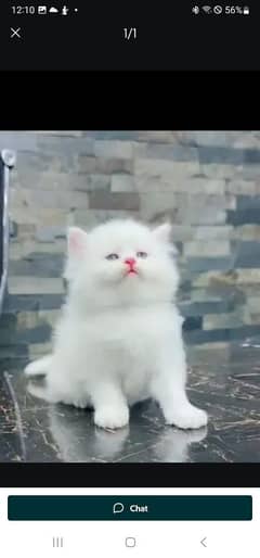 Persian cat for sale and female vaccine clear 0329/48/68/556/