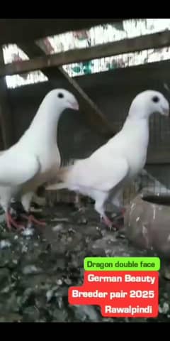 German Beauty Breeder pair