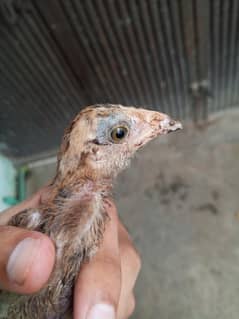 Aseel chicks