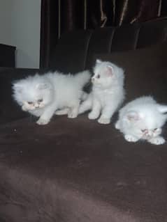 Persian