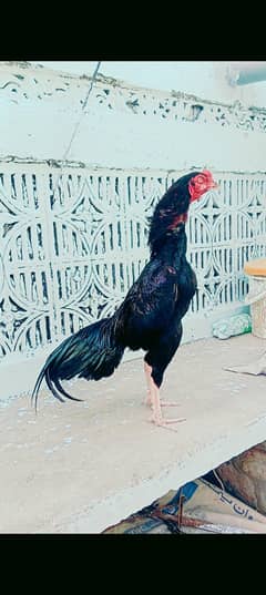 home breed age 16 manth