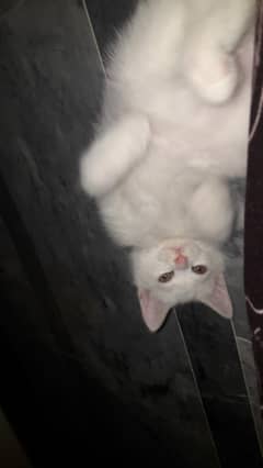 cute and fluffy purebred persian cat for sale