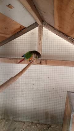 everything is okay mail to fly ok green chick conur American