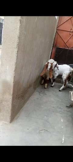 bakra
