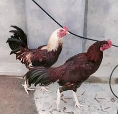 6 months age Male Rs 4000
