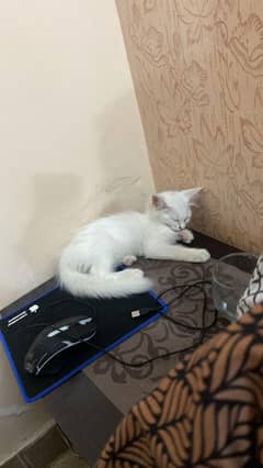 Semi Persian Kitten