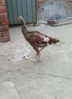 aseel
