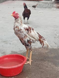 Aseel Sindhi For Sale