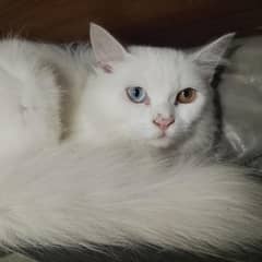 odd eyes kitten