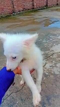 Russian puppy