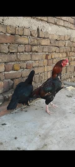 quality speak bhot outclass pair ha qeemti pair