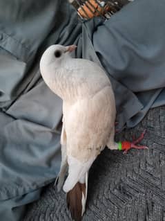 Highflyer pigeon