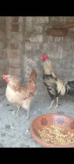 pair dasi hen