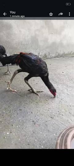 black Thai aseel