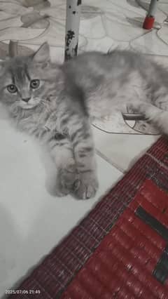Persian kitten