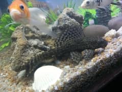 Sweeper / Sucker / Pleco Fish Pair