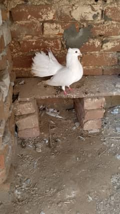 Fancy lucky Kabooter,pejions fantail, Pure Lucky Female' males